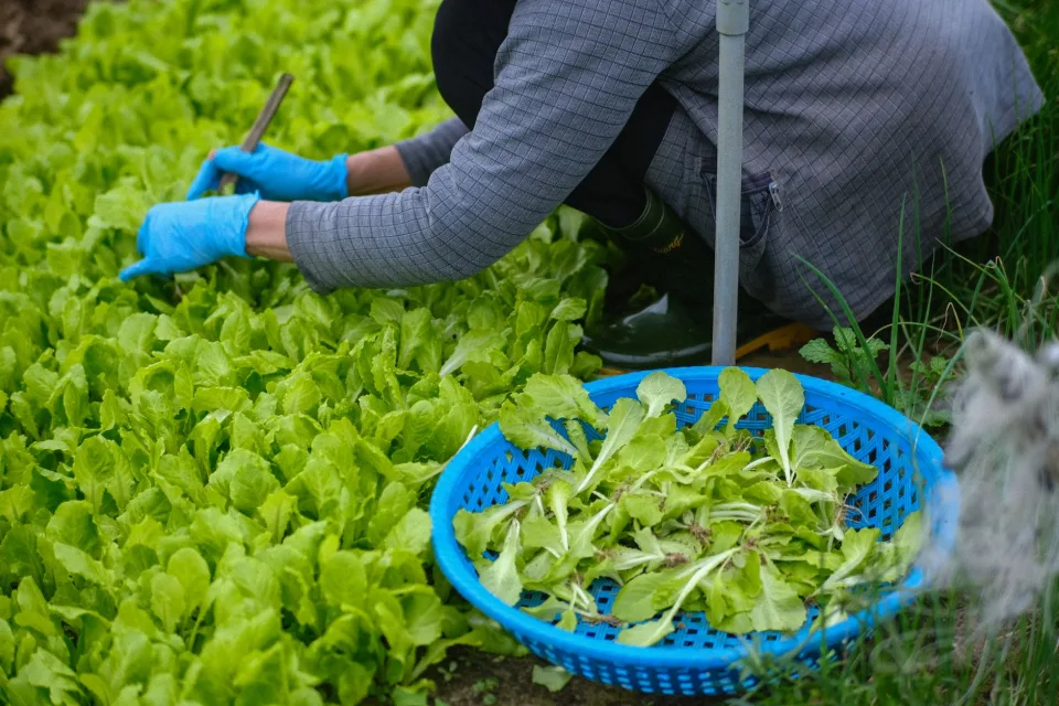 Vật tư thiết yếu cho nhà vườn